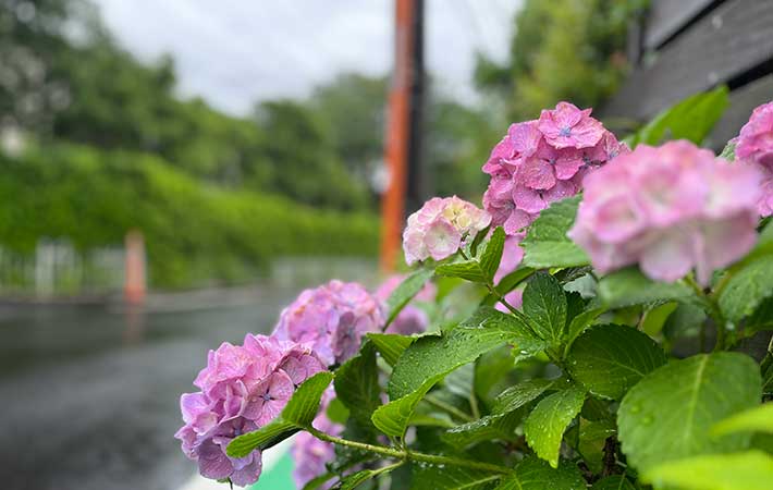雨の風景