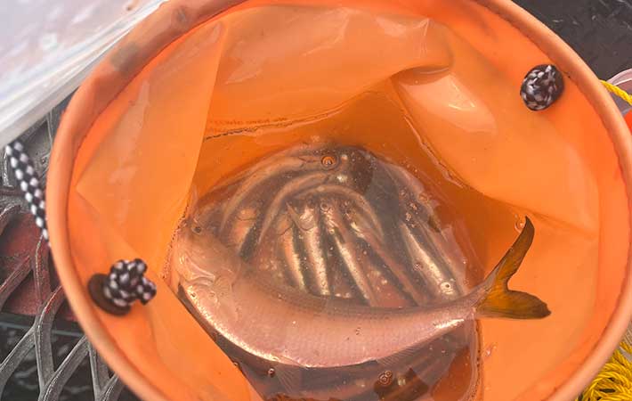 釣った魚